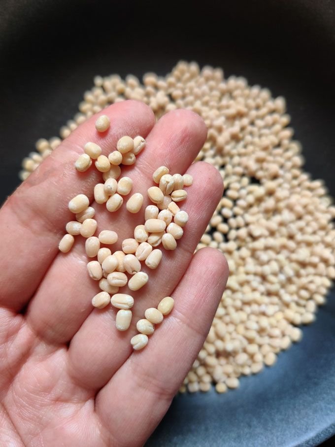 Urad Dal manufacturers for bulk orders
